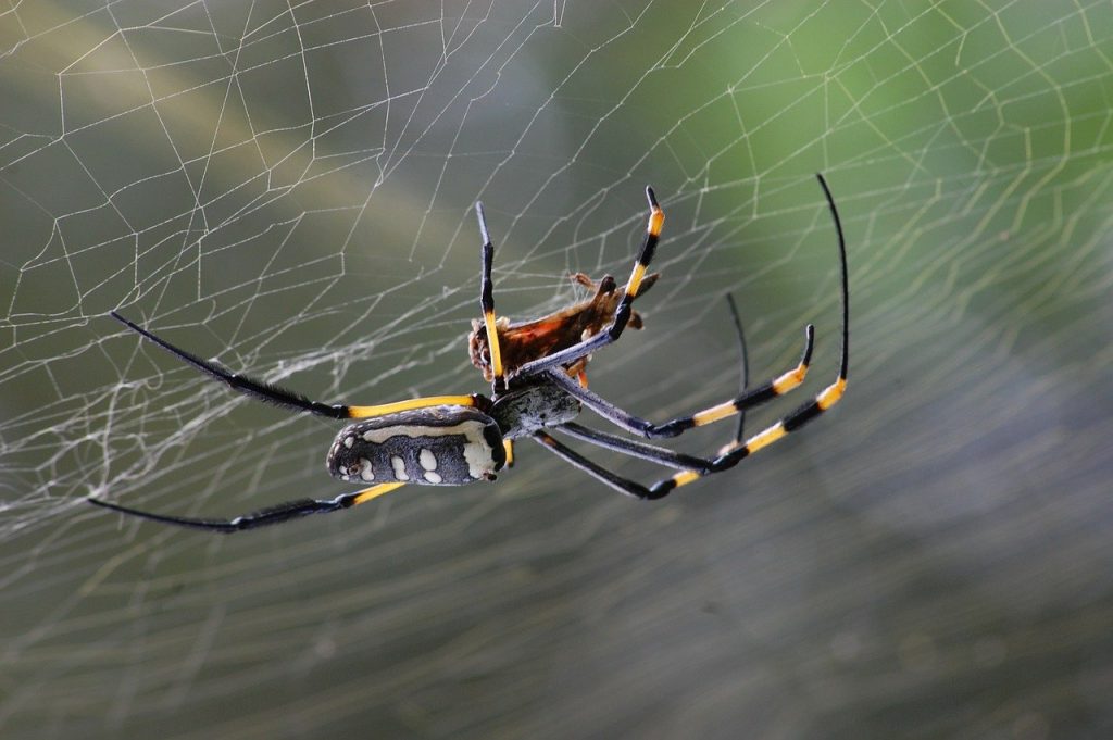spider, arachnid, spider web-281142.jpg